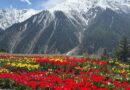 Tulips Paint Lahaul in Color as Scientific Floriculture Takes Root