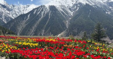 Tulips Paint Lahaul in Color as Scientific Floriculture Takes Root