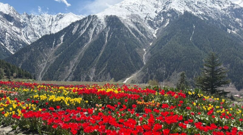 Tulips Paint Lahaul in Color as Scientific Floriculture Takes Root HIMACHAL HEADLINES
