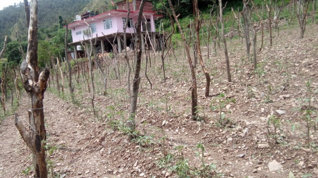 Hailstorms Leave Farmers in Junga Reeling as Crops Are Wiped Out HIMACHAL HEADLINES