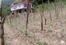 Hailstorms Leave Farmers in Junga Reeling as Crops Are Wiped Out