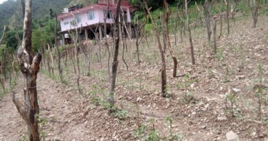 Hailstorms Leave Farmers in Junga Reeling as Crops Are Wiped Out