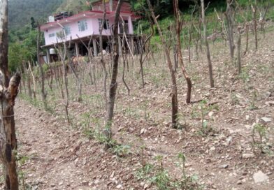 Hailstorms Leave Farmers in Junga Reeling as Crops Are Wiped Out