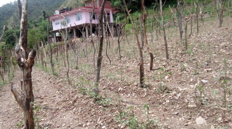 Hailstorms Leave Farmers in Junga Reeling as Crops Are Wiped Out