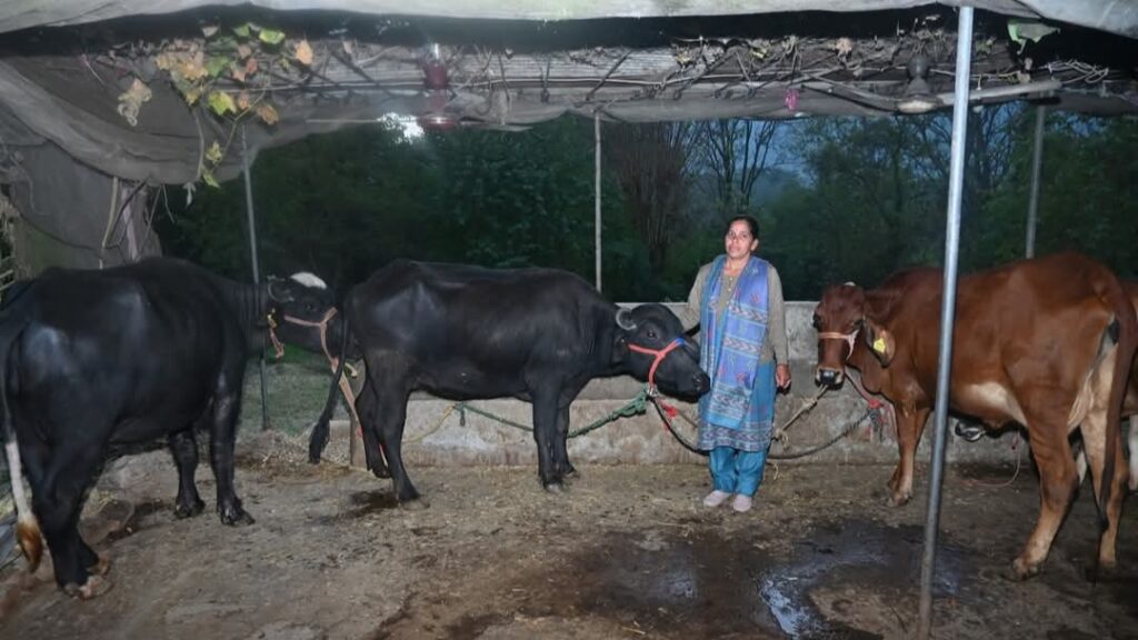 Himachal Milkfed MSP Procurement to Benefit More Dairy Farmers HIMACHAL HEADLINES