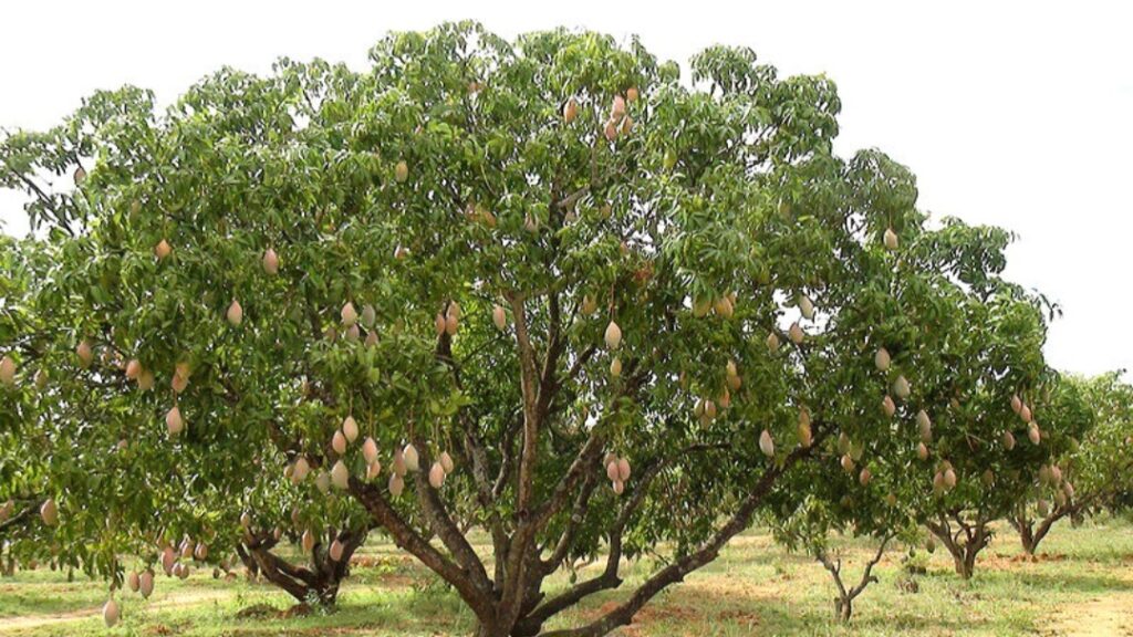 Weather Woes Trim Kangra’s Fruit Output, but Horticulture Shows Signs of Recovery Weather Woes Trim Kangra’s Fruit Output, but Horticulture Shows Signs of Recovery HIMACHAL HEADLINES