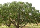 Weather Woes Trim Kangra’s Fruit Output, but Horticulture Shows Signs of Recovery