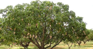 Weather Woes Trim Kangra’s Fruit Output, but Horticulture Shows Signs of Recovery HIMACHAL HEADLINES