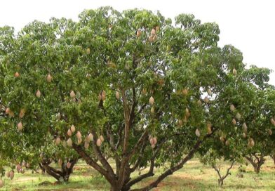 Weather Woes Trim Kangra’s Fruit Output, but Horticulture Shows Signs of Recovery