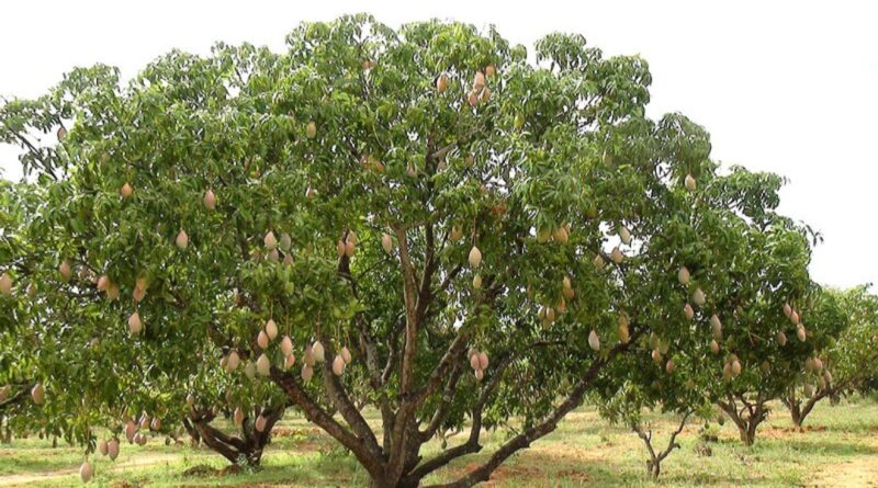 Weather Woes Trim Kangra’s Fruit Output, but Horticulture Shows Signs of Recovery HIMACHAL HEADLINES