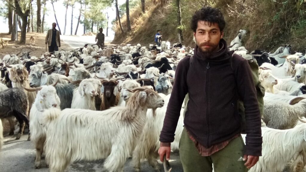 Himachal Unveils Grazing Policy 2026 to Boost Rural Livelihoods and Protect Ecology Himachal Unveils Grazing Policy 2026 to Boost Rural Livelihoods and Protect Ecology HIMACHAL HEADLINES