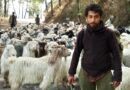 As Summer Sets In, Himachal’s Nomadic Shepherds Begin Their Age‑Old Mountain Journey