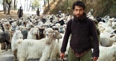 As Summer Sets In, Himachal’s Nomadic Shepherds Begin Their Age‑Old Mountain Journey
