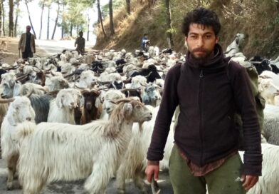 As Summer Sets In, Himachal’s Nomadic Shepherds Begin Their Age‑Old Mountain Journey