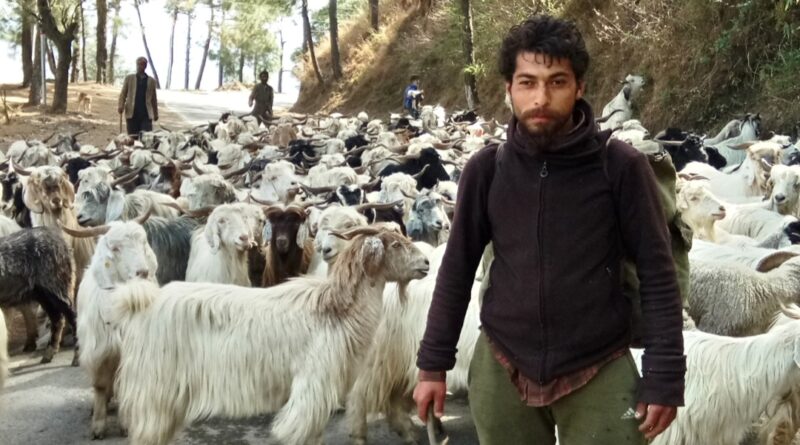 As Summer Sets In, Himachal’s Nomadic Shepherds Begin Their Age‑Old Mountain Journey HIMACHAL HEADLINES
