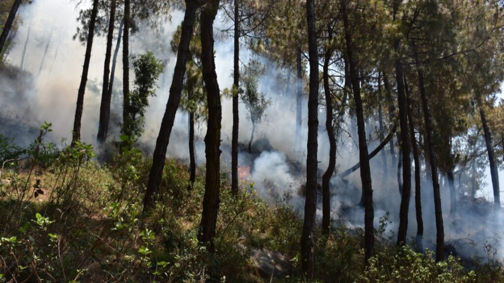 Raging Forest Fires Threaten Kasauli Hills, Spark Urgent Rescue Efforts HIMACHAL HEADLINES