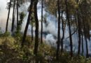 Rising Flames in the Himalayas: CSIR‑IHBT Study Warns of Changing Forest Fire Patterns