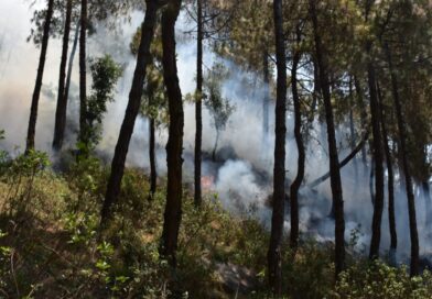 Rising Flames in the Himalayas: CSIR‑IHBT Study Warns of Changing Forest Fire Patterns