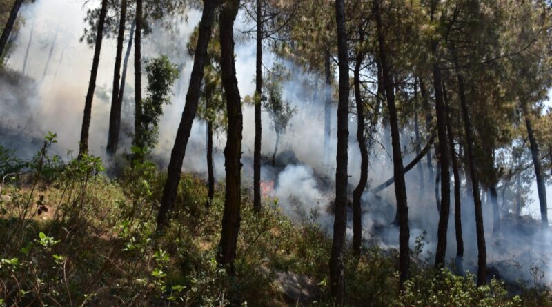 Rising Flames in the Himalayas: CSIR‑IHBT Study Warns of Changing Forest Fire Patterns
