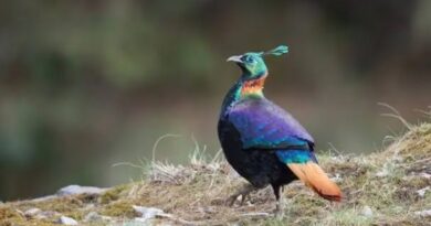 Himachal’s Skies Come Alive: Record 208 Bird Species Spotted in Himalayan Bird Count 2026