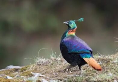 Himachal’s Skies Come Alive: Record 208 Bird Species Spotted in Himalayan Bird Count 2026