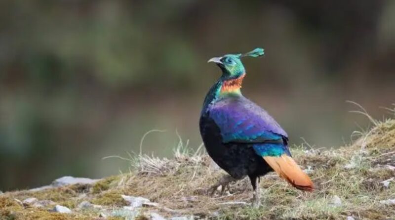 Himachal’s Skies Come Alive: Record 208 Bird Species Spotted in Himalayan Bird Count 2026 HIMACHAL HEADLINES