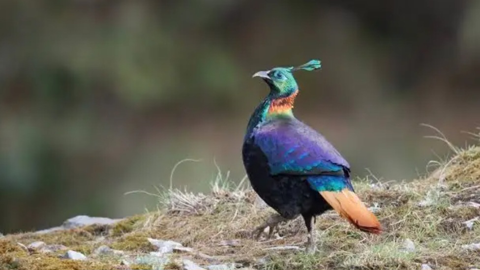 Himachal’s Skies Come Alive: Record 208 Bird Species Spotted in Himalayan Bird Count 2026 HIMACHAL HEADLINES