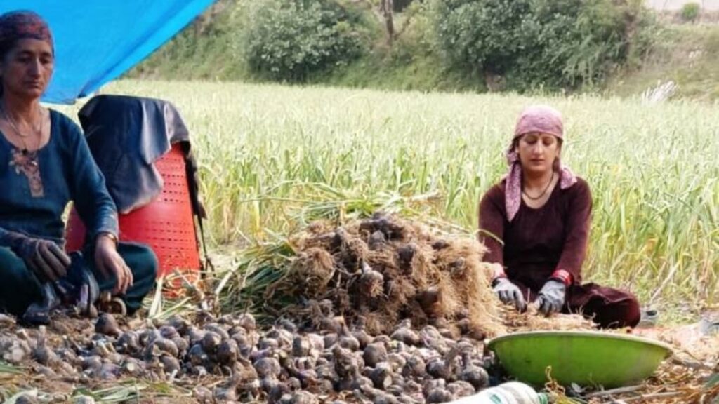 Garlic Harvest in Full Swing in Giripar as Farmers See Better Prices HIMACHAL HEADLINES
