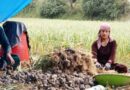 Garlic Harvest in Full Swing in Giripar as Farmers See Better Prices