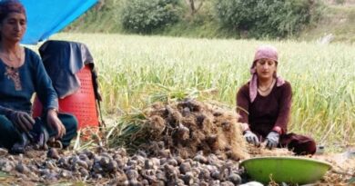 Garlic Harvest in Full Swing in Giripar as Farmers See Better Prices