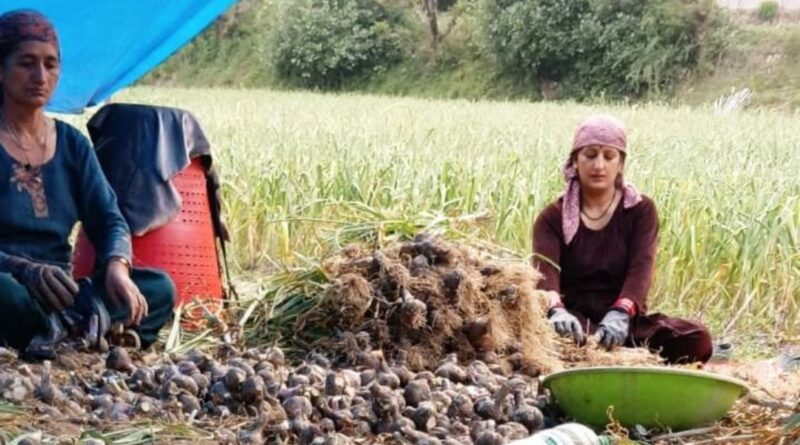 Garlic Harvest in Full Swing in Giripar as Farmers See Better Prices HIMACHAL HEADLINES