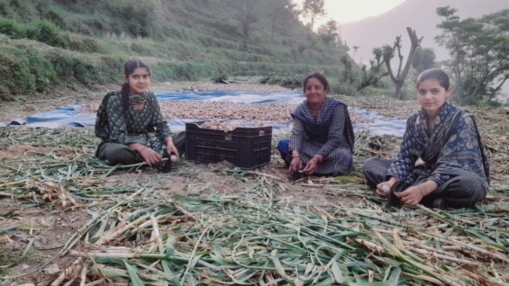 Better Prices Bring Cheer as Garlic Harvest Peaks in Giripar HIMACHAL HEADLINES