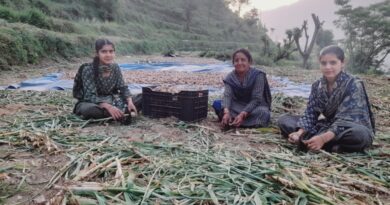 Better Prices Bring Cheer as Garlic Harvest Peaks in Giripar HIMACHAL HEADLINES