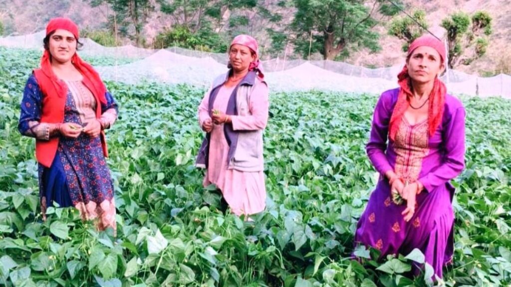 French Bean Farmers Struggle Despite Bumper Crop French Bean Farmers Struggle Despite Bumper Crop HIMACHAL HEADLINES