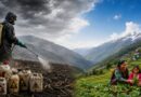 The Highly Hazardous Pesticide Crisis: Why Himachal Needs an Agrochemical Reset