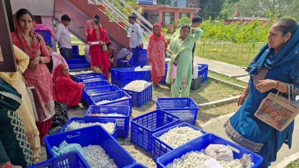 Beyond the Cocoon: How Silk is Weaving a Brighter Future for Mandi’s Farming Families HIMACHAL HEADLINES