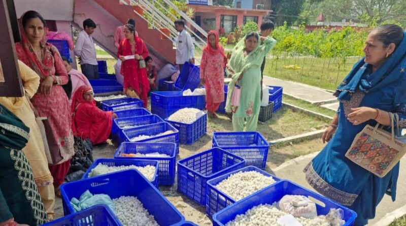 Beyond the Cocoon: How Silk is Weaving a Brighter Future for Mandi’s Farming Families HIMACHAL HEADLINES