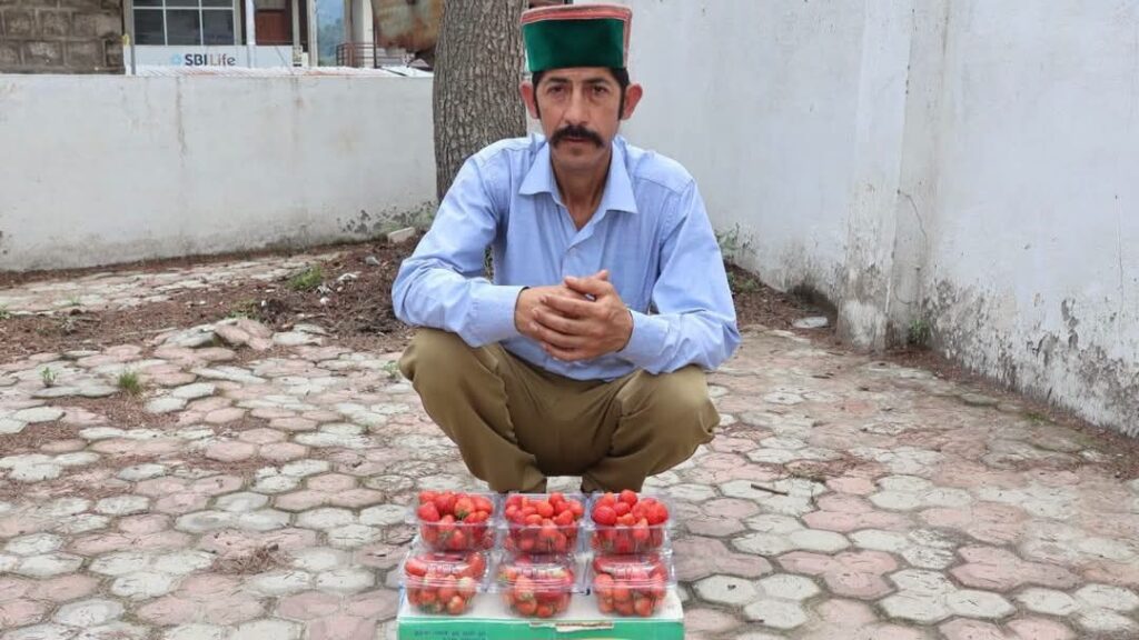 Red Gold in the Hills: How Strawberries Rewrote Karsog Farmer's Destiny HIMACHAL HEADLINES