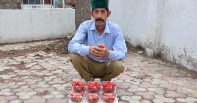 Red Gold in the Hills: How Strawberries Rewrote Karsog Farmer’s Destiny