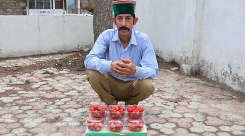 Red Gold in the Hills: How Strawberries Rewrote Karsog Farmer's Destiny HIMACHAL HEADLINES