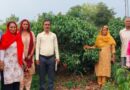The Heartwarming Lychee Story of Bilaspur’s Lanjhta Village