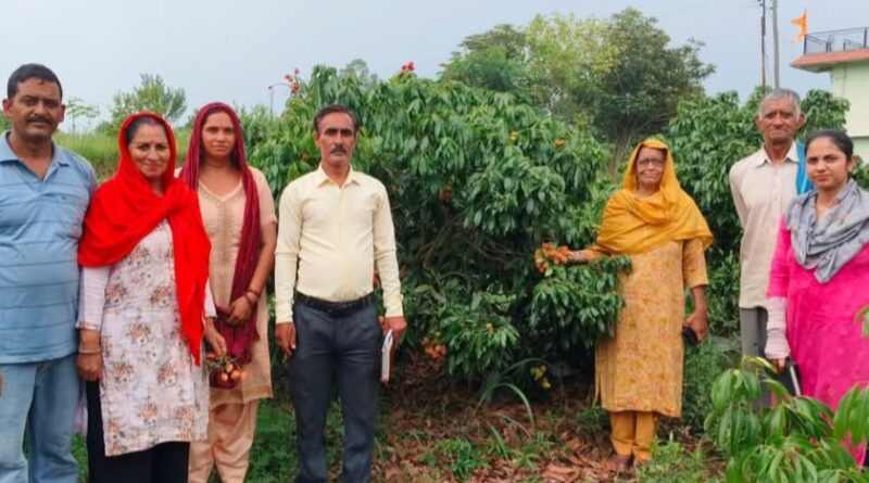 The Heartwarming Lychee Story of Bilaspur’s Lanjhta Village HIMACHAL HEADLINES