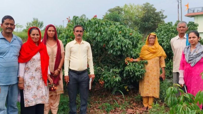 The Heartwarming Lychee Story of Bilaspur’s Lanjhta Village HIMACHAL HEADLINES
