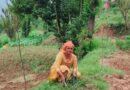 From Barren Ground to Golden Gains: Japanese Persimmon Brings a Fresh Dawn for Bilaspur’s Farmers