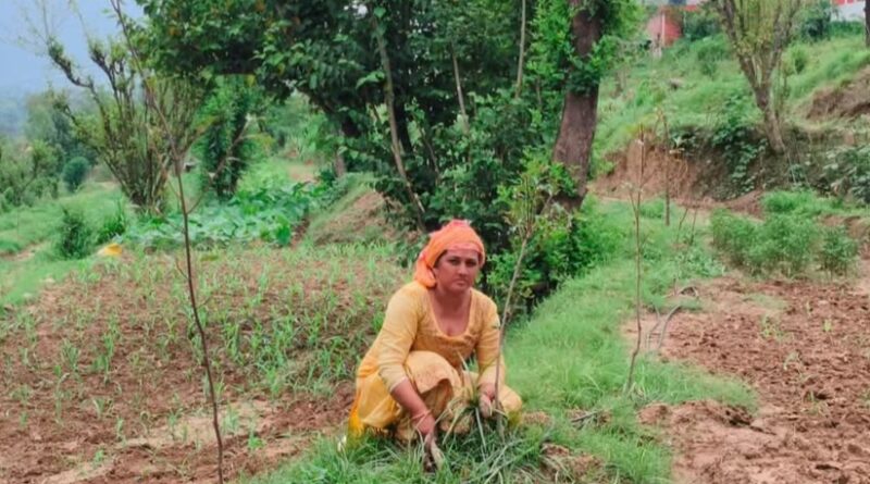 From Barren Ground to Golden Gains: Japanese Persimmon Brings a Fresh Dawn for Bilaspur's Farmers From Barren Ground to Golden Gains: Japanese Persimmon Brings a Fresh Dawn for Bilaspur's Farmers HIMACHAL HEADLINES