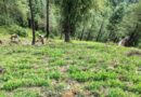 Environmental Groups Urge Himachal Government to Ban Glyphosate Use on Forest Land