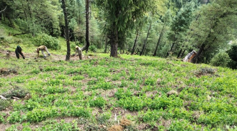 Environmental Groups Urge Himachal Government to Ban Glyphosate Use on Forest Land HIMACHAL HEADLINES