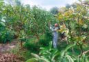 Over 41,000 Una Farmers Go Digital with AgriStack for Seamless Scheme Benefits