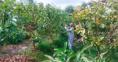 HP SHIVA Project facilitating expansion of horticulture in Himachal HIMACHAL HEADLINES
