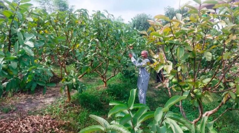 Fencing Out Fear, Farming In Fortune: Himachal's Shiva Project That’s Changing Lives in Una Fencing Out Fear, Farming In Fortune: Himachal's Shiva Project That’s Changing Lives in Una HIMACHAL HEADLINES
